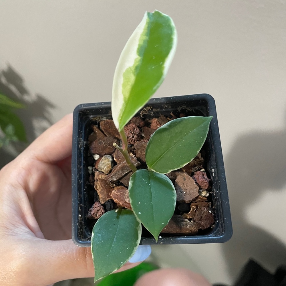 Hoya krimson queen